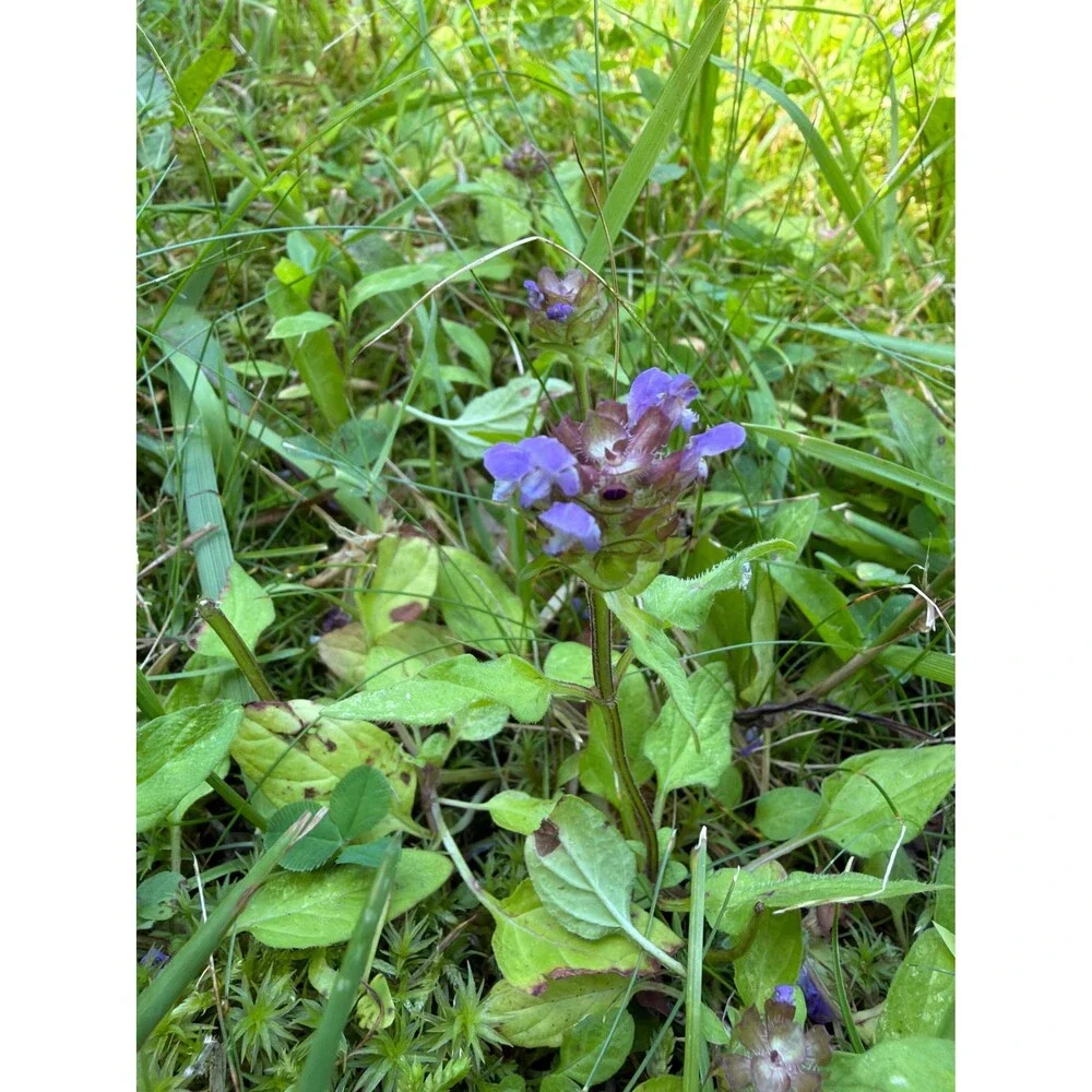 Heal All (Prunella vulgaris) Herbal Tea | Dried Self-Heal Herb | Wildcrafted Bot